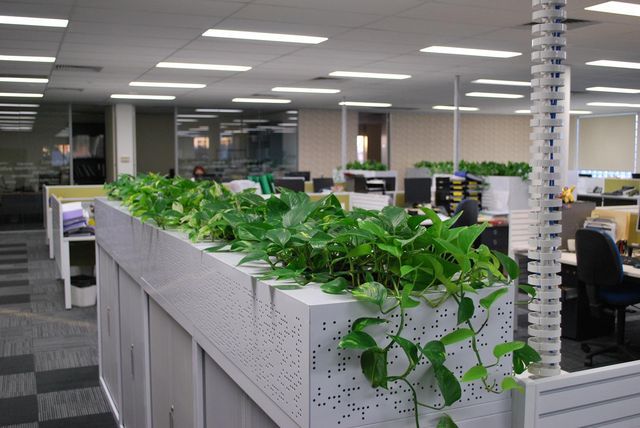 For reliable and high quality Indoor Plant Hire choose Luwasa