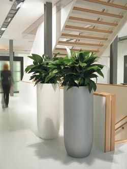 Unique Melbourne Indoor Plants for hire