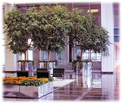 Office Plant Hire