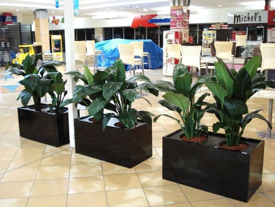Indoor-Plants-ab1.jpg