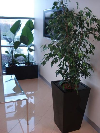 Indoor_Plant_Hire88.jpg