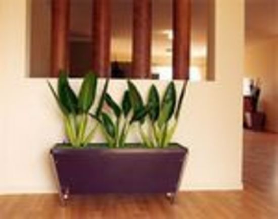 Melbourne-Plants-0019.jpg