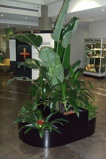 Melbourne-Plants-Trop.jpg