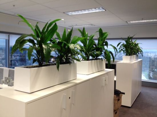 office_plant_hire_891.jpg.jpeg